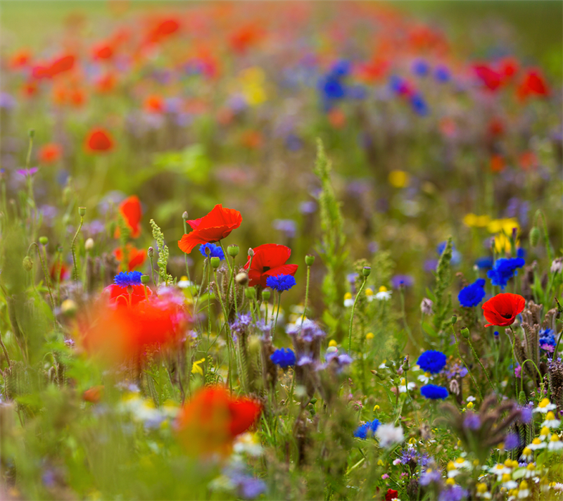 Billede af Blomstermarksblanding en & flerårig til haven