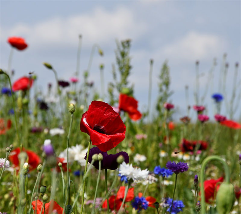 Billede af Sommerblomster, halvhøj blanding, 1 kg